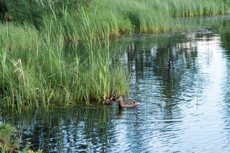 Duck and ducklings swimming in a small lake among reedsの写真素材