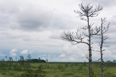 wild grassy fen landscape in cloudy day, natural swamp background with dry trees on a foregroundの写真素材
