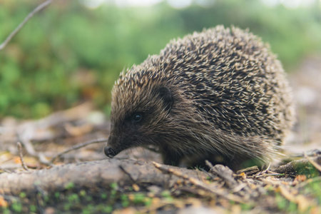 wild hedgehog in natural habitatの写真素材