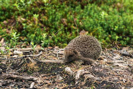 wild hedgehog in natural habitatの写真素材