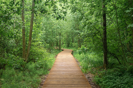 wooden sidewalk on educational nature trail in the forestの写真素材
