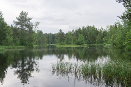 calm forest swampy lake in cloudy weatherの写真素材