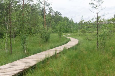 wooden walkway on educational nature trail in the protected fen landscapeの写真素材