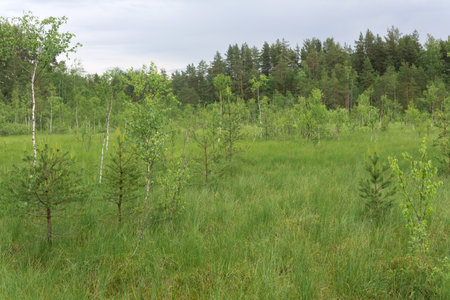 grassy fen landscape with small crooked treesの写真素材