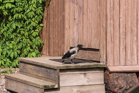 crow fledgling on the porch of a village houseの写真素材