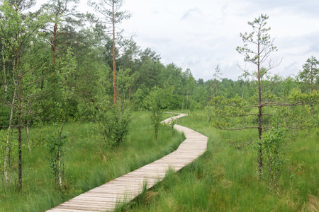 wooden walkway on educational nature trail in the protected fen landscapeの写真素材