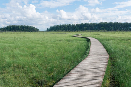 wooden walkways on the tourist route through the swamp, educational nature trail in the protected fen landscapeの写真素材
