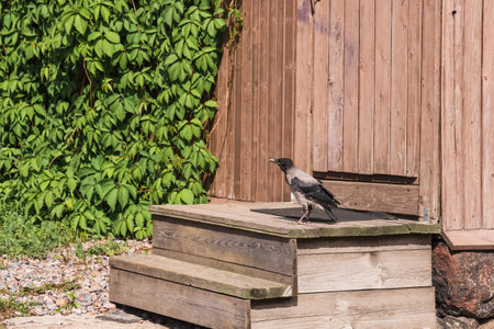 crow fledgling on the porch of a village houseの写真素材