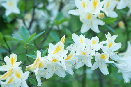 white azalea flowers in the gardenの写真素材