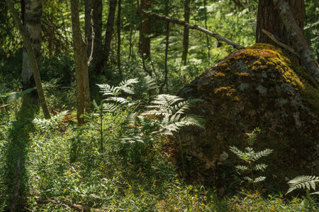 landscape with mossy stone among forestの写真素材