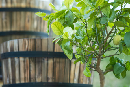 young lemon tree in the garden against the background of wooden tubsの写真素材