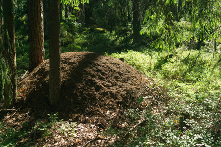 red wood ant nest in the forestの写真素材