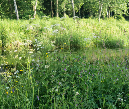 meadow grasses close-up on blurred backgroundの写真素材