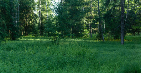clearing in the forest with wild herbsの写真素材