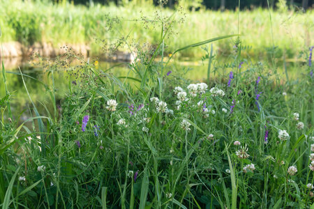 blooming meadow grasses close-up on blurred backgroundの写真素材