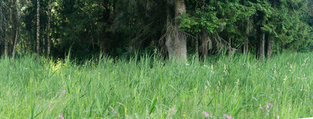 meadow grass on forest edge close-upの写真素材