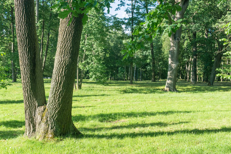 view of landscape park with lawn and old treesの写真素材