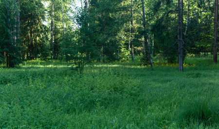 clearing in the forest with wild herbsの写真素材