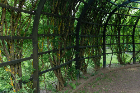 view from inside a shady pergola in a parkの写真素材