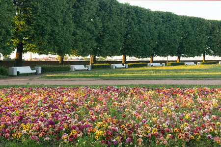 background, park landscape with paths, benches and a bed of pansiesの写真素材