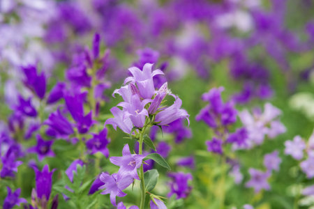beautiful purple bell flowers close-up on blurred natural backgroundの写真素材