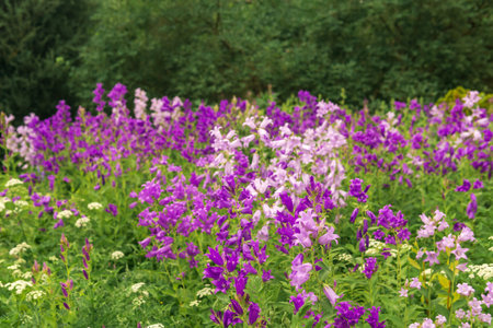landscape, field of purple bells on forest edge close upの写真素材