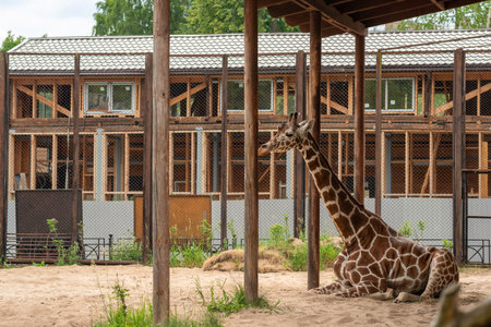 giraffe resting in zoo enclosureの写真素材