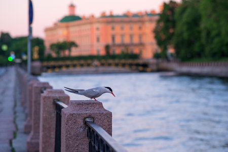 Common tern bird on a granite parapet above the waterの写真素材