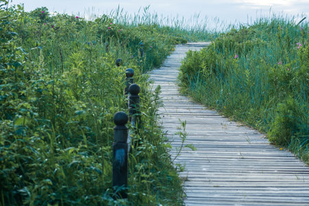 wooden boardwalk on coastal nature trailの写真素材