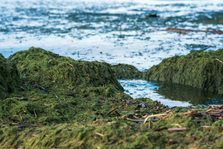 algae proliferating on the seashore during a water bloomの写真素材