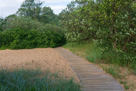 wooden boardwalk on coastal nature trail among sand dunesの写真素材