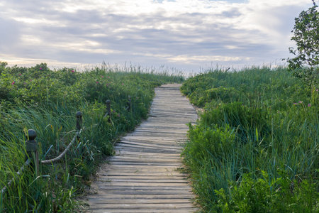 wooden boardwalk on coastal nature trailの写真素材