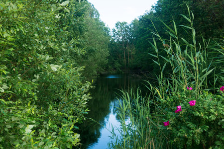 beautiful natural landscape, shady forest lake with blooming rose hips on the shoreの写真素材