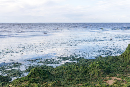 algae proliferating on the seashore during a water bloom