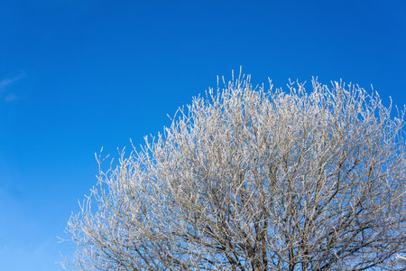 Frosty tree branches against the blue sky. Winter background.の写真素材