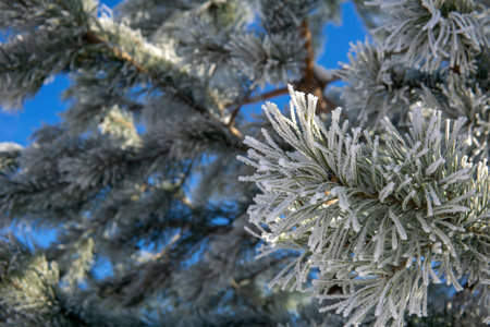 natural background, pine branches in hoarfrost against the blue skyの写真素材