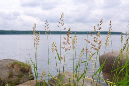 Grass on the shore of the lake in the summer day, blurred backgroundの写真素材