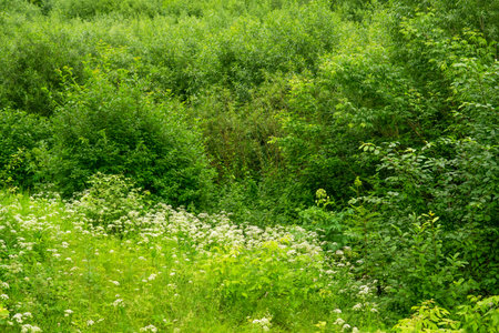 green summer forest and meadow with wildflowers and grassesの写真素材