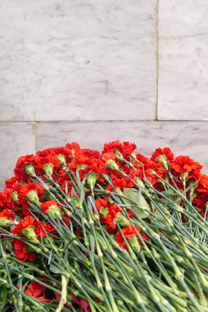 Red carnation flowers on the background of a white brick wallの写真素材