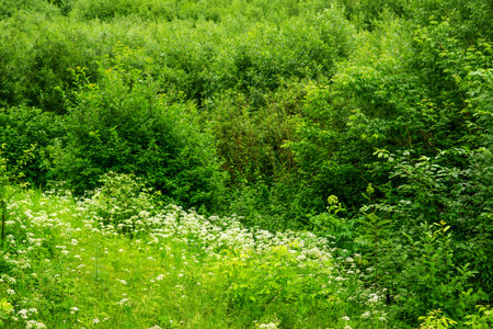 green summer forest and glade with wildflowers and grassesの写真素材