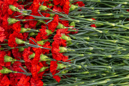 Red carnation flowers in the flower market, closeup of photo