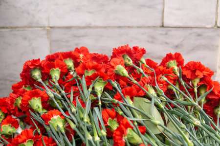 Red carnation flowers on a white marble background with copy space.の写真素材