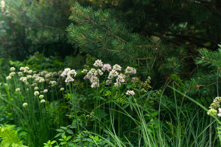 Wildflowers in the meadow in the summer in the evening