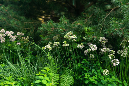 Flowering meadow in the forest. Green grass and white flowers.の写真素材