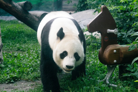 A giant panda walking in the zoo outdoorの写真素材