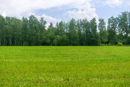 Green meadow in the forest. Summer landscape with grass and trees.