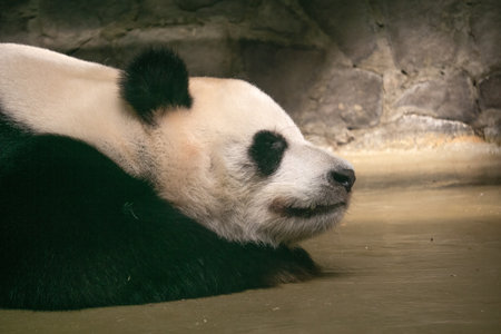 giant panda rests in a zoo enclosureの写真素材