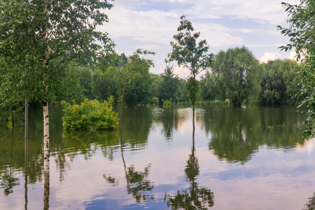 nature park flooded after heavy rains, trees are standing in the waterの写真素材