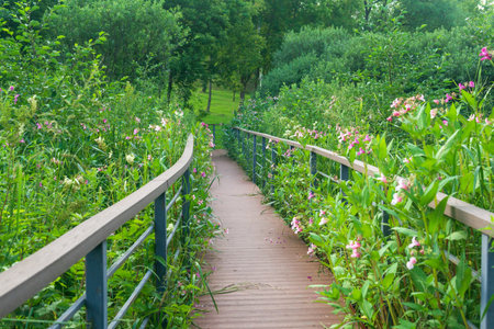 Boardwalk in a wetland in summer, educational trail