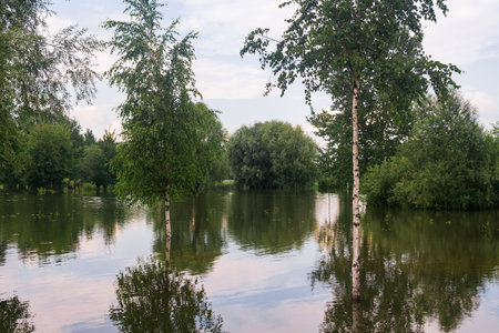 natural landscape during flood, trees standing in water